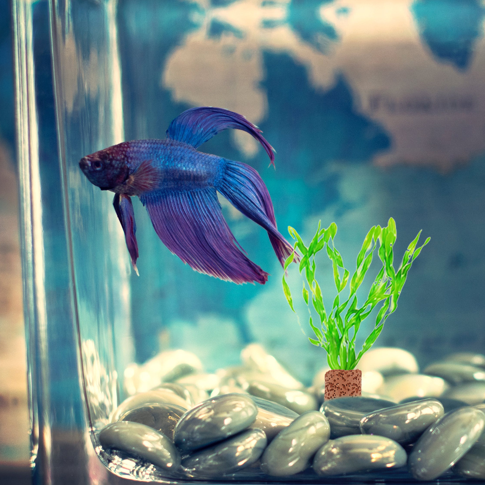Aquarium Planted Set Up - 10Pcs Creative Water Plant Fixed Ring