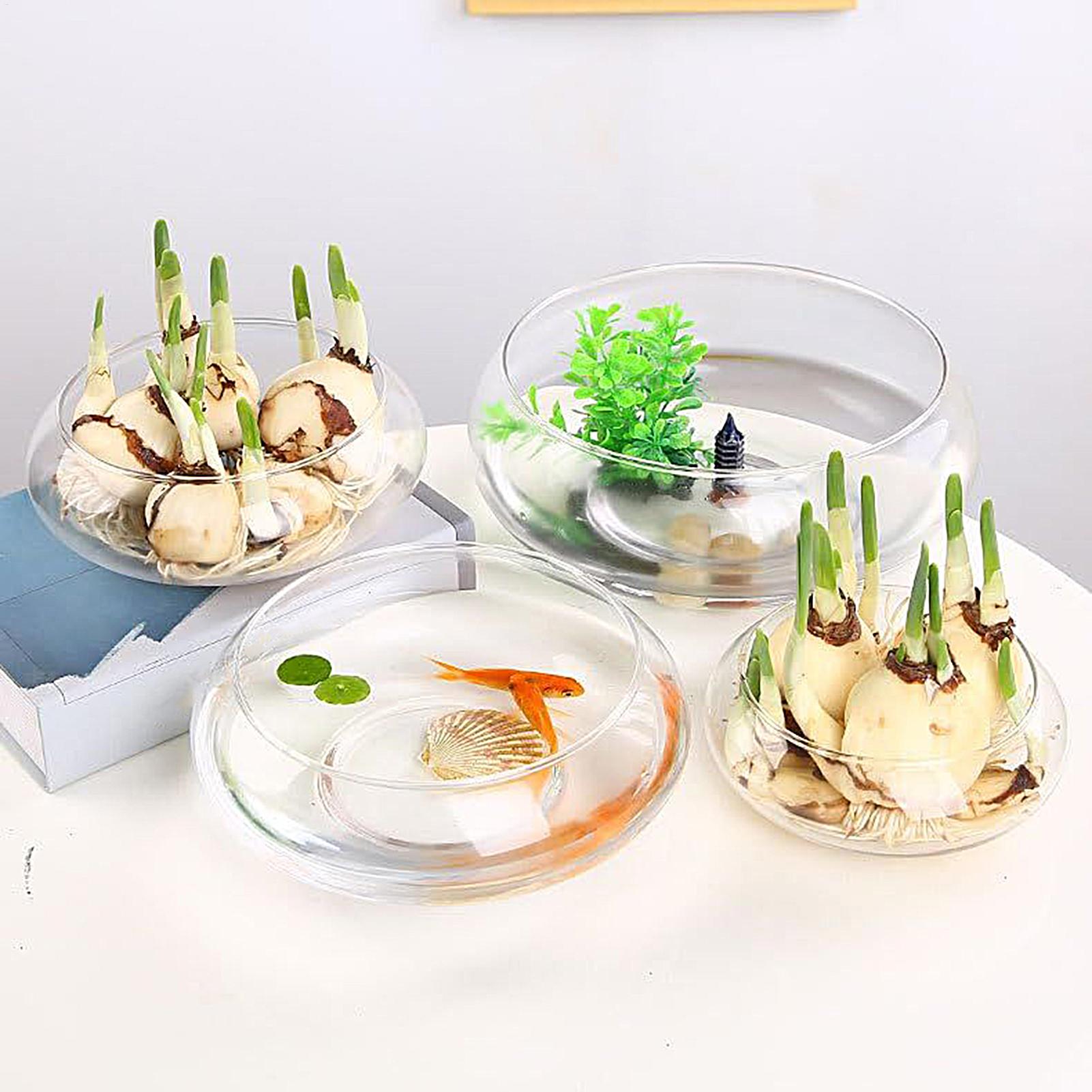 Aquarium Plants - Fish Glass Bowl Glass Large Hydroponics