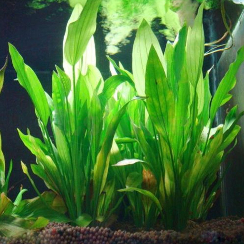 Aquarium Planted Substrate - 15CM/10CM Underwater Artificial Aquatic Plant Ornaments