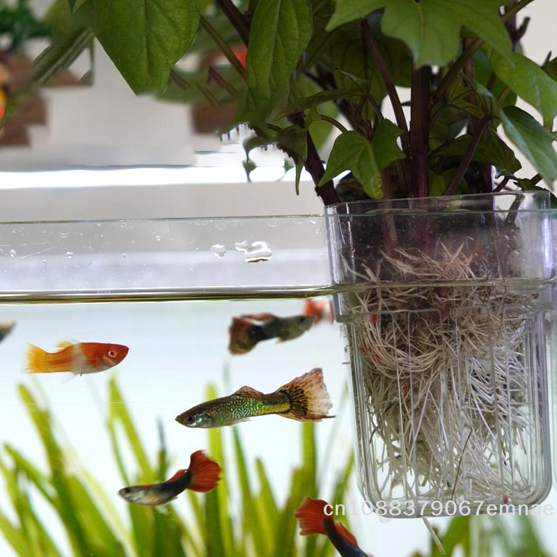 Wall-Mounted Transparent Hydro - Aquarium Planted Set Up のレビューと価格