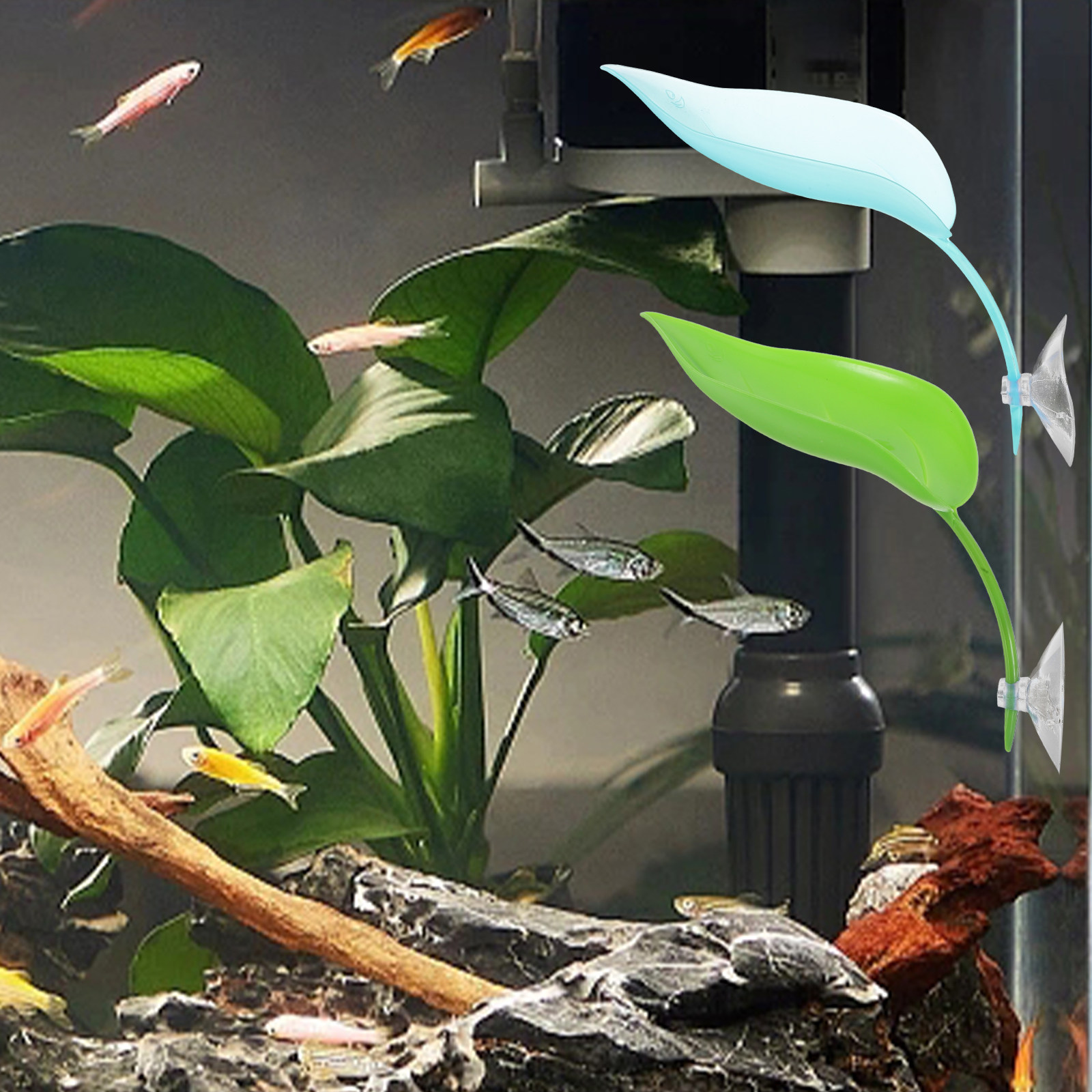 3Pcs Betta Fish Resting Leaves - Planted Aquarium For Betta のレビューと価格