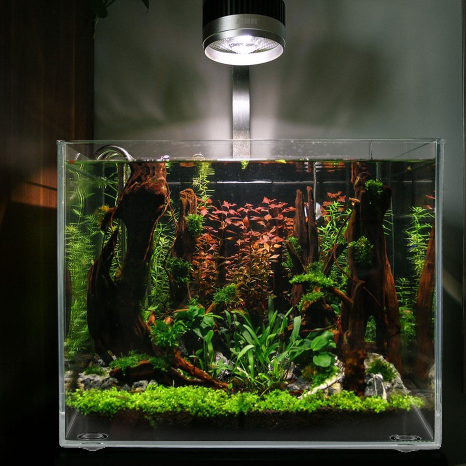Desktop Mini Aquarium for Bett - Planted Aquarium For Betta のレビューと価格