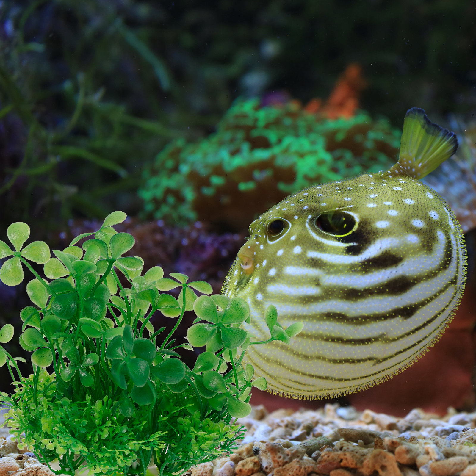 Premium Plastic Aquarium Plant - Aquarium Planted Set Up のレビューと価格