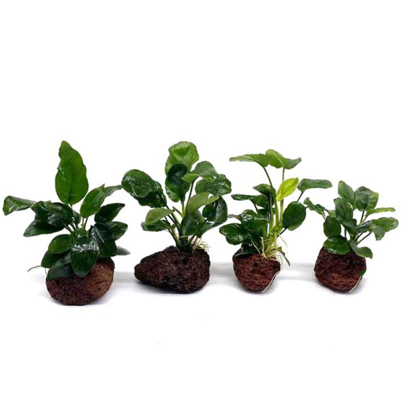 Volcanic Aquarium Decoration F - Aquarium Planted Tank Filter のレビューと価格
