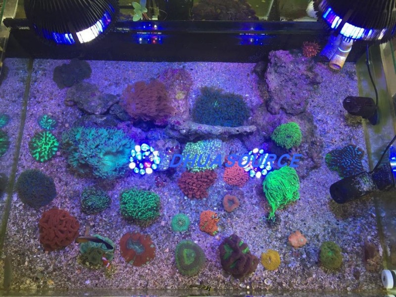 Full specturm LED Aquarium Ree - Planted Aquarium Pendant Light のレビューと価格