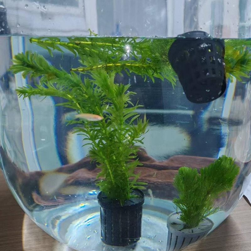 4Pcs Pet Fish Tank Landscaping - Aquarium Plants のレビューと価格