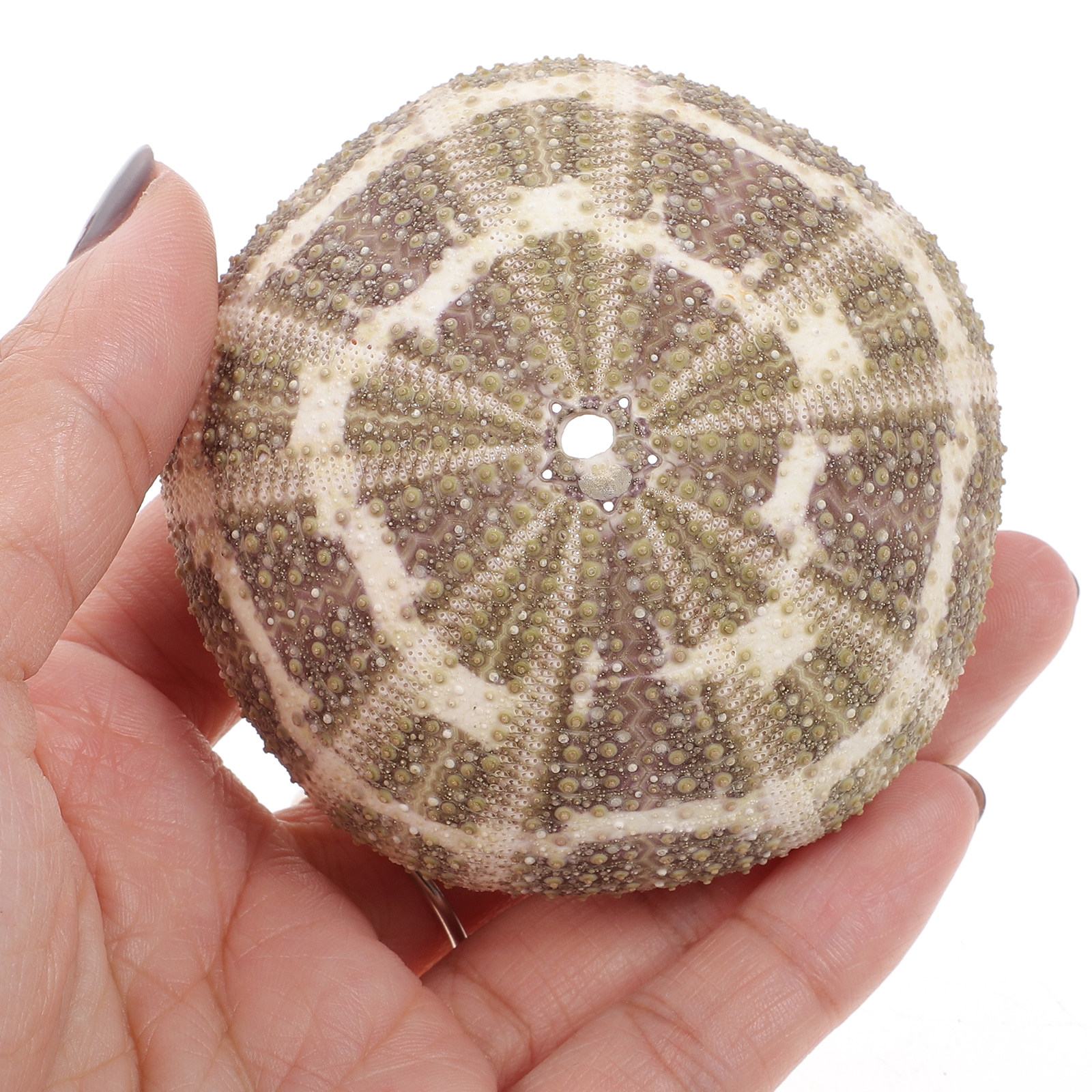 6Pcs Urchin Shell Ornament Air - Aquarium Planted Set Up のレビューと価格
