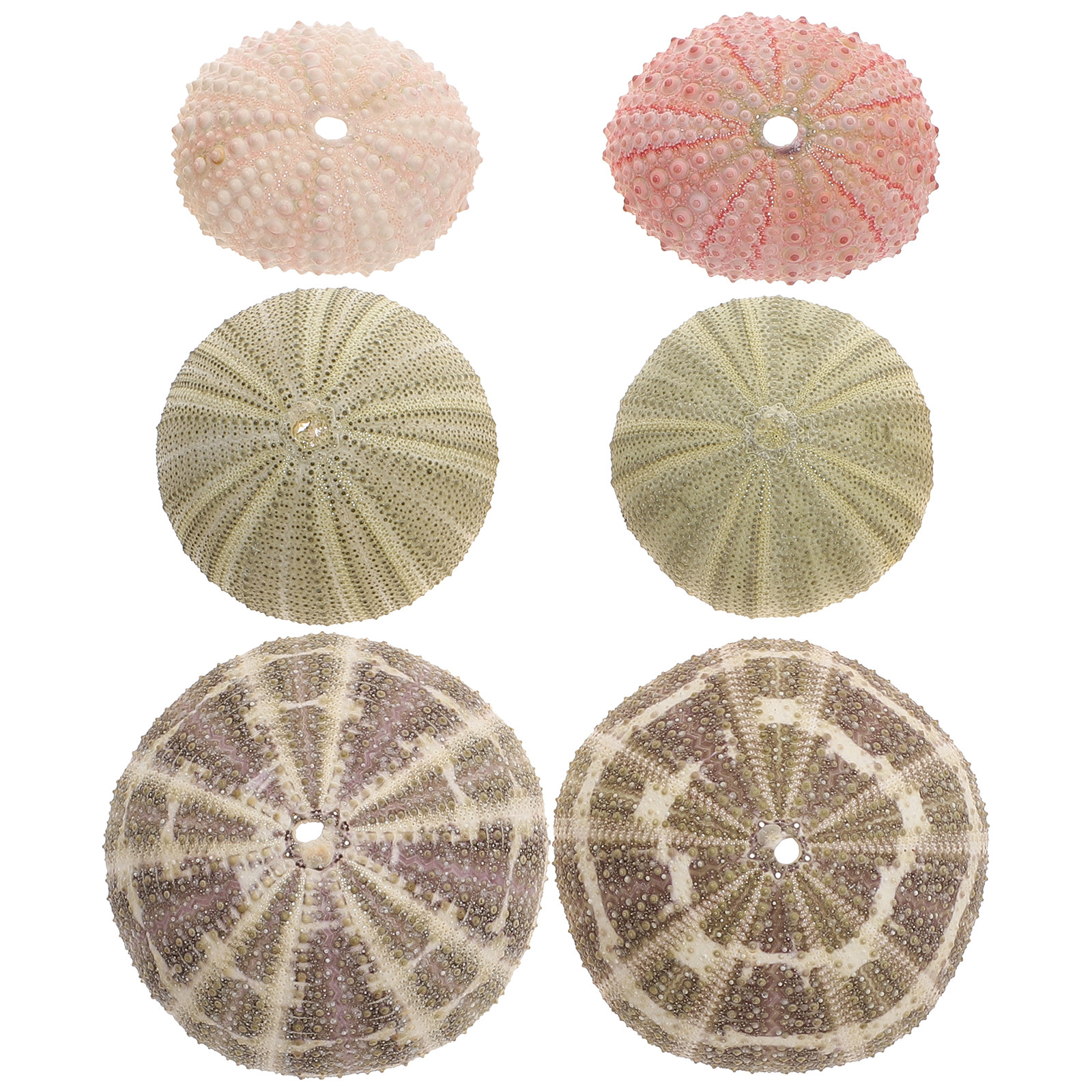 6Pcs Urchin Shell Ornament Air - Aquarium Planted Set Up のレビューと価格