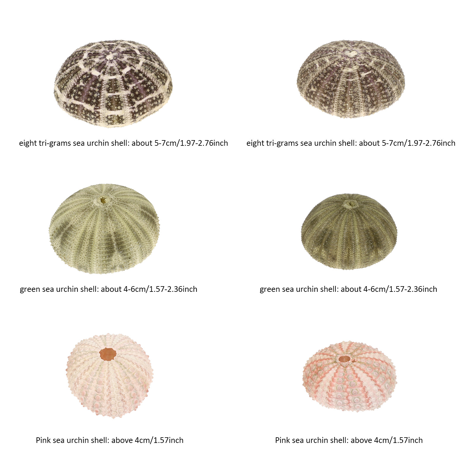 6Pcs Urchin Shell Ornament Air - Aquarium Planted Set Up のレビューと価格