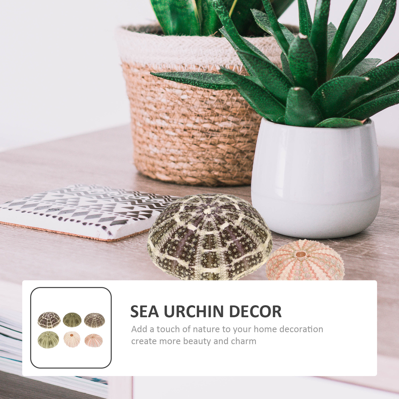 6Pcs Urchin Shell Ornament Air - Aquarium Planted Set Up のレビューと価格