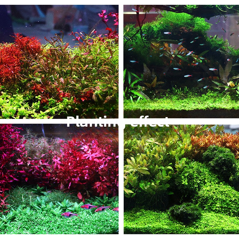 SYSENCIAGA Planted Aquarium Su - Aquarium Planted Substrate のレビューと価格
