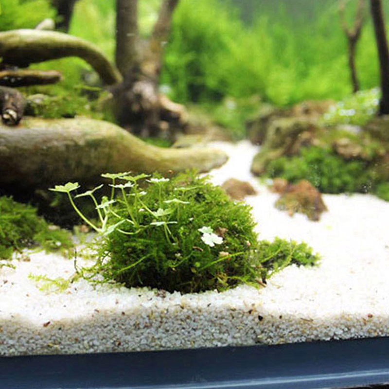 1pc Aquatic Pet Supplies Decor - Planted Aquarium Models のレビューと価格