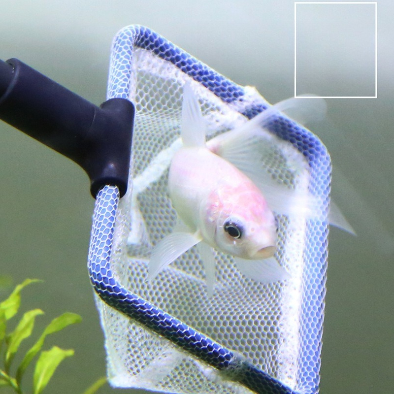 Aquarium Cleaning Tool Set Mul - Planted Aquarium Algae のレビューと価格