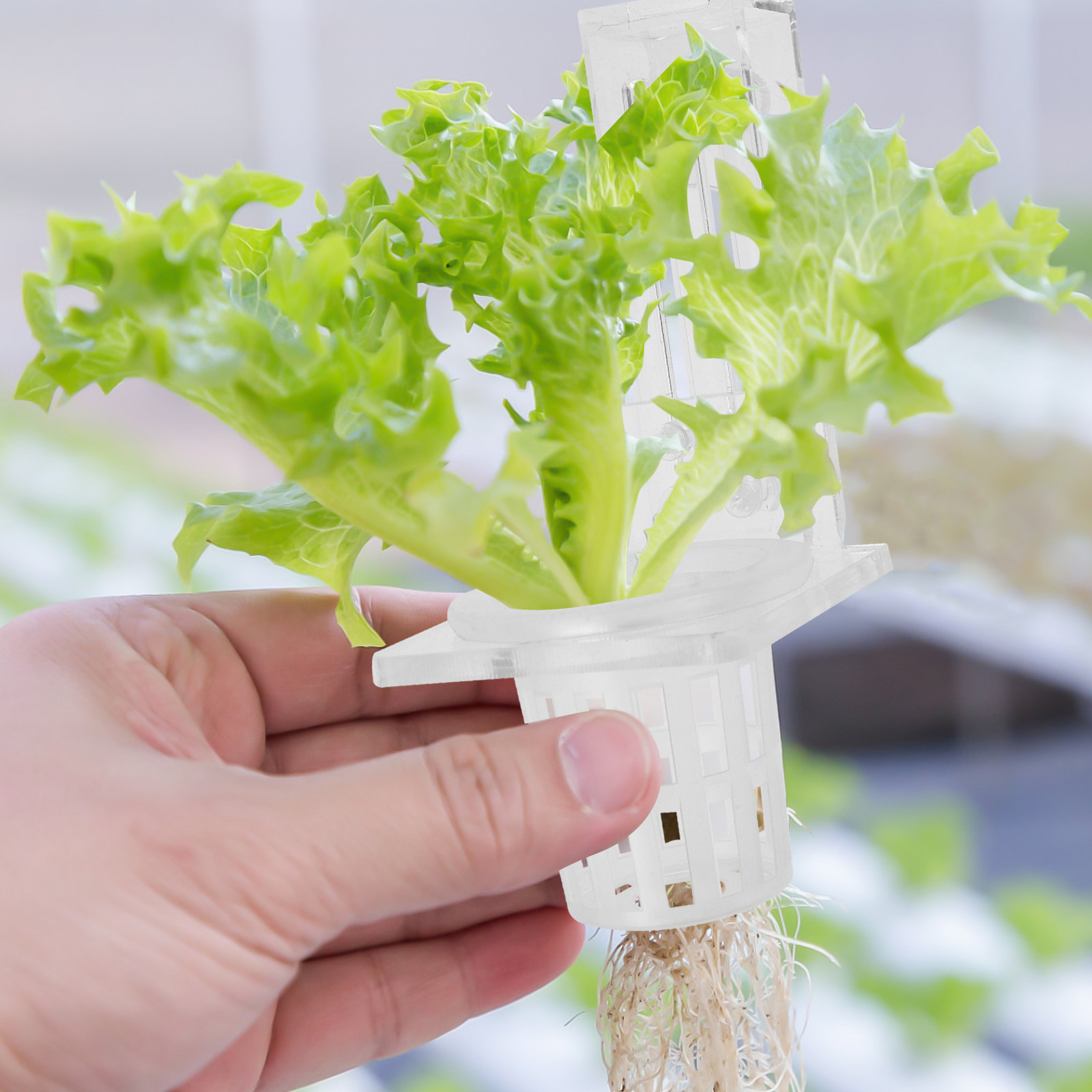 Aquarium Plant Holder Hanging  - Aquarium Planted Set Up のレビューと価格