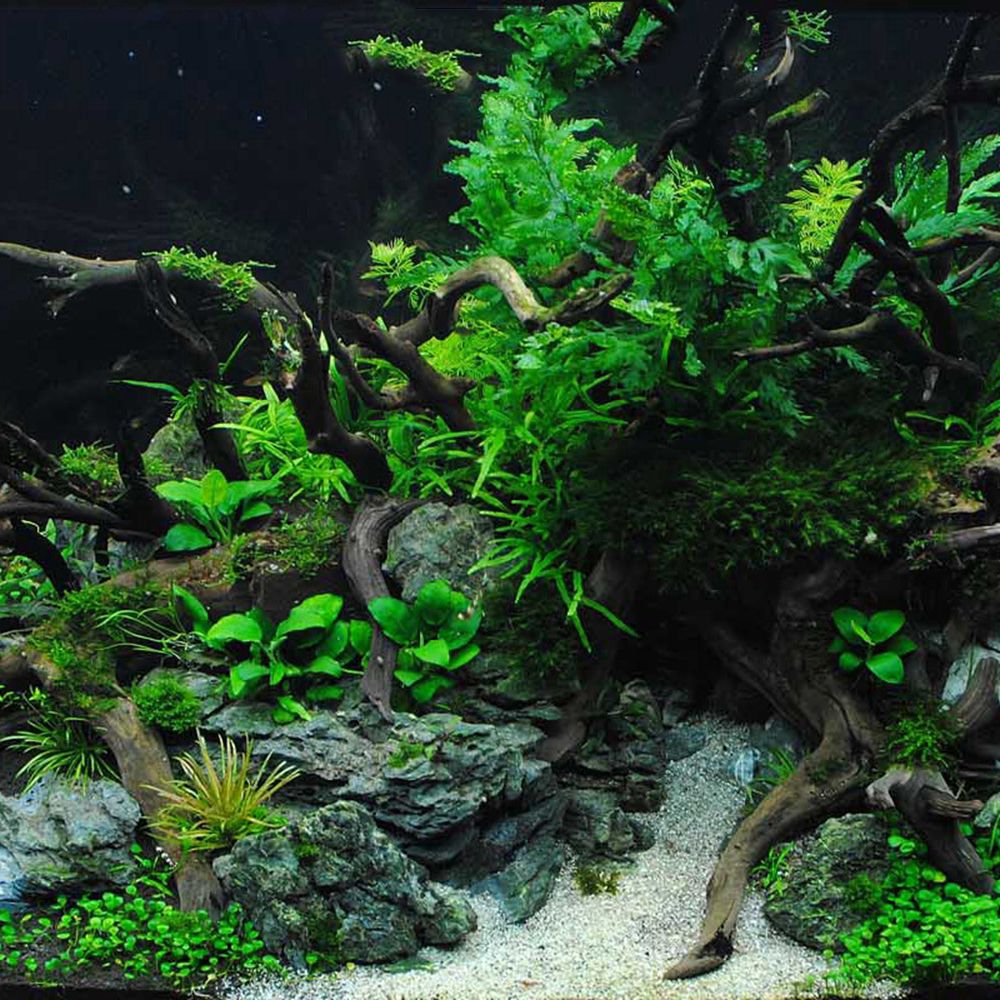 1 Pcs Wood Reptile Fish Tank O - Aquarium Planted Substrate のレビューと価格