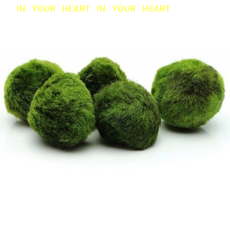 【X】3-4cm Marimo Moss Balls Liv - Planted Aquarium Algae のレビューと価格