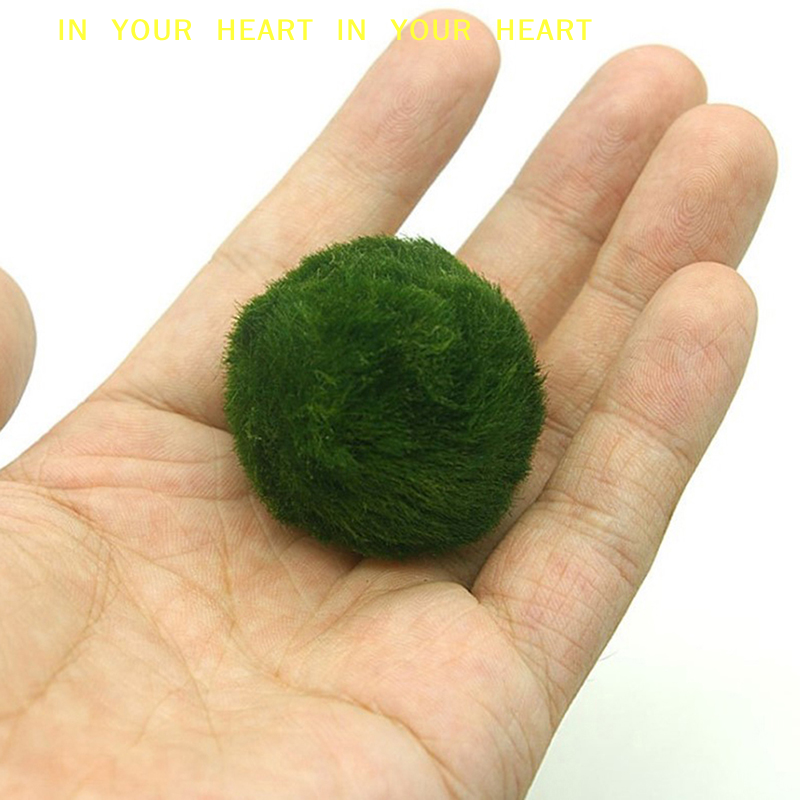 【X】3-4cm Marimo Moss Balls Liv - Planted Aquarium Algae のレビューと価格
