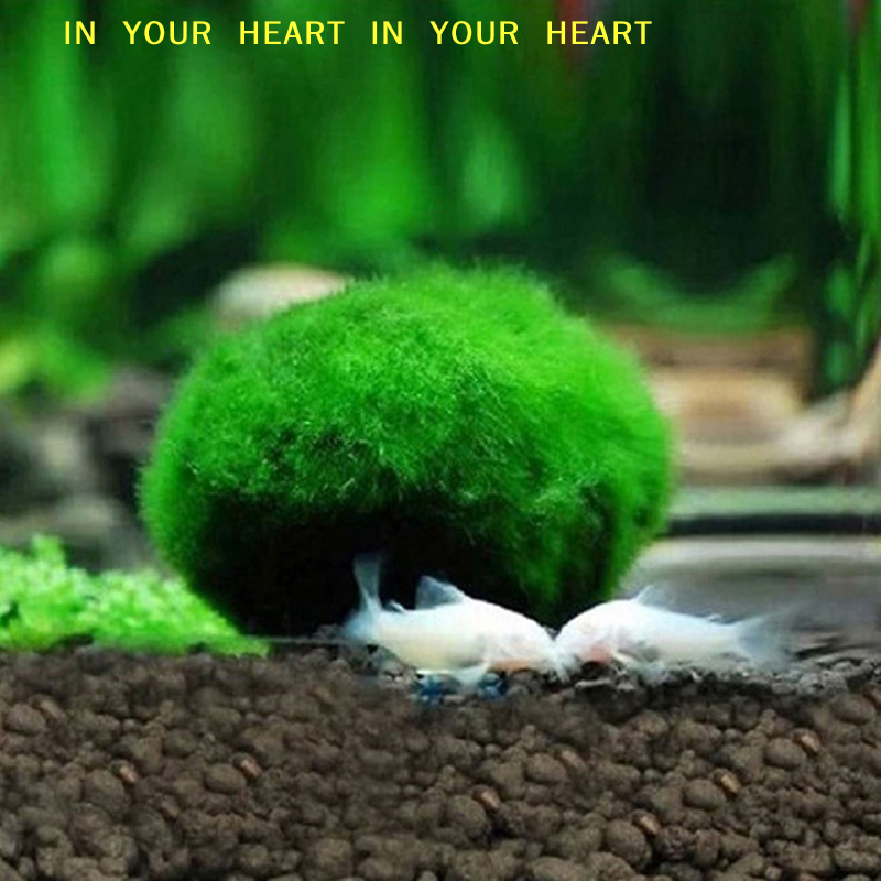 【X】3-4cm Marimo Moss Balls Liv - Planted Aquarium Algae のレビューと価格
