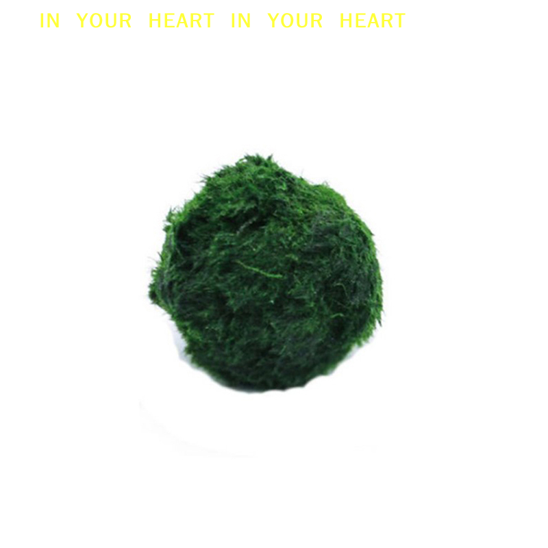【X】3-4cm Marimo Moss Balls Liv - Planted Aquarium Algae のレビューと価格