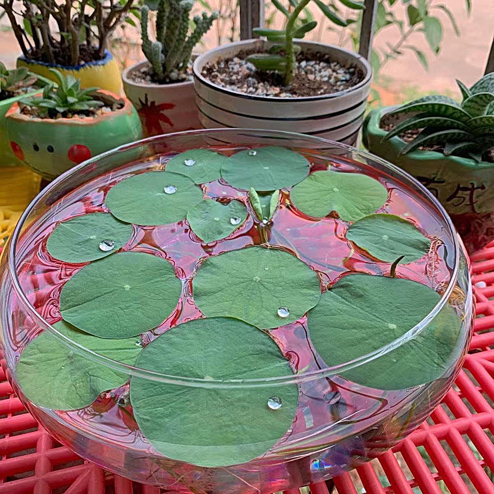 Fish Glass Bowl Glass Large Hy - Aquarium Plants のレビューと価格