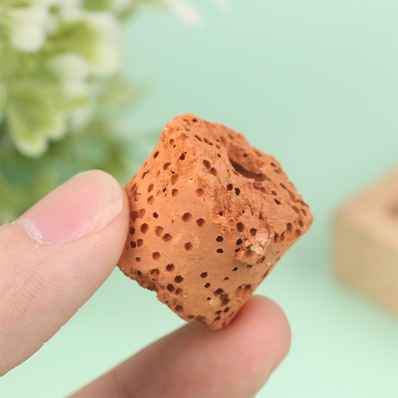 10Pcs Mini Aquatic Plant Ring  - Aquarium Planted Set Up のレビューと価格