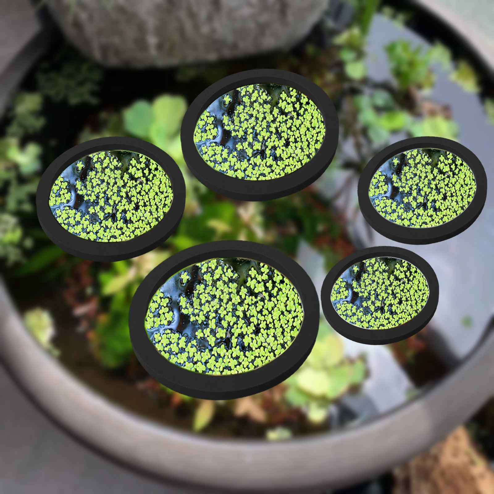 5Pcs EVA Fish Feeding Ring Aqu - Aquarium Plants のレビューと価格
