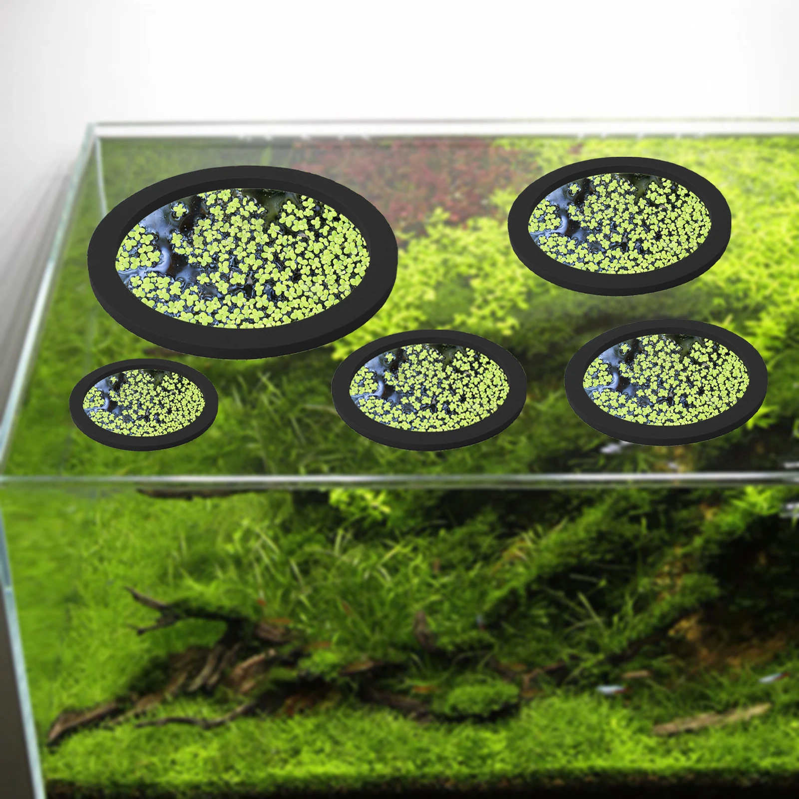 5Pcs EVA Fish Feeding Ring Aqu - Aquarium Plants のレビューと価格
