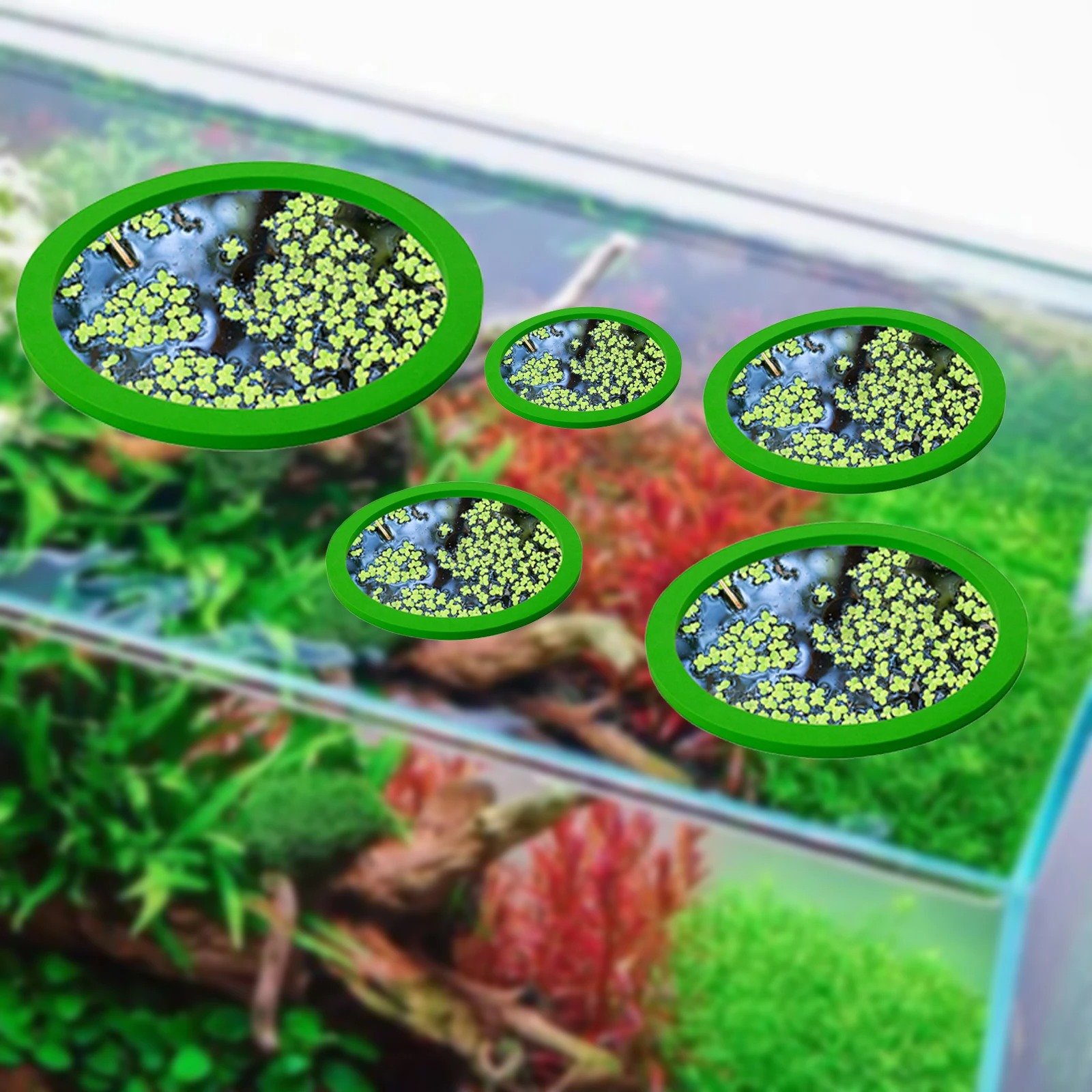 5Pcs EVA Fish Feeding Ring Aqu - Aquarium Plants のレビューと価格