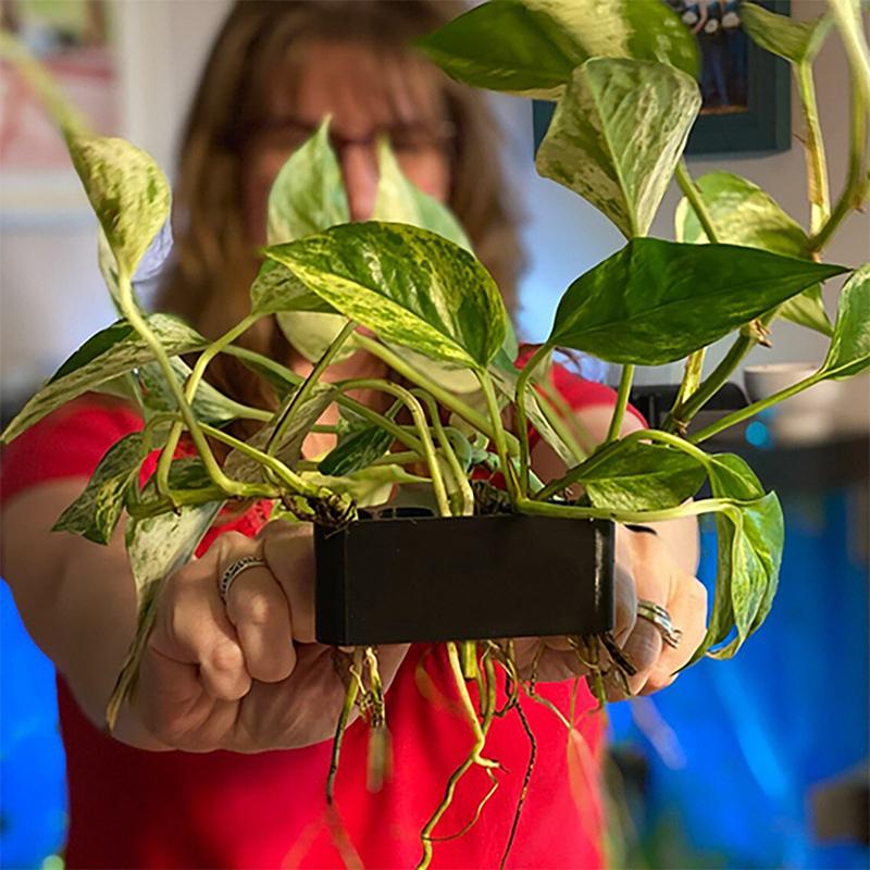1 2 3Pcs Aquarium Plant Suppor - Aquarium Planted Set Up のレビューと価格