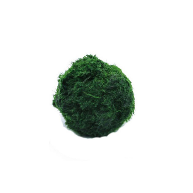 Marimo Moss Balls Live Aquariu - Planted Aquarium Algae のレビューと価格