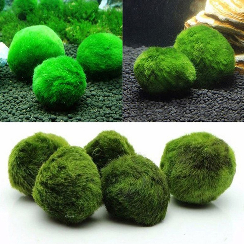 Marimo Moss Balls Live Aquariu - Planted Aquarium Algae のレビューと価格
