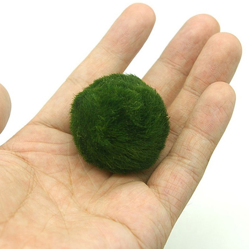 Marimo Moss Balls Live Aquariu - Planted Aquarium Algae のレビューと価格