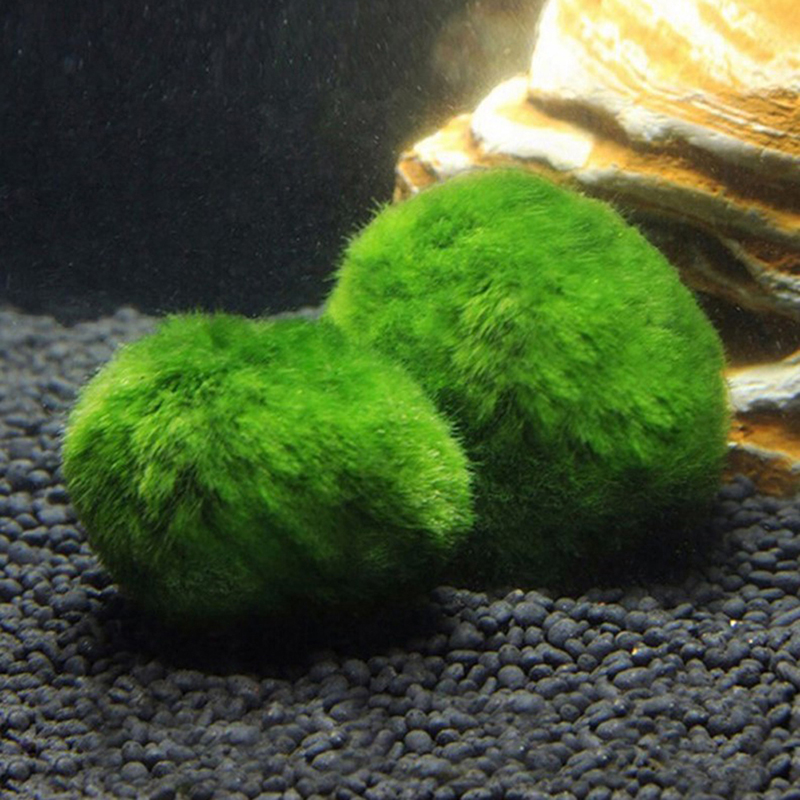 Marimo Moss Balls Live Aquariu - Planted Aquarium Algae のレビューと価格