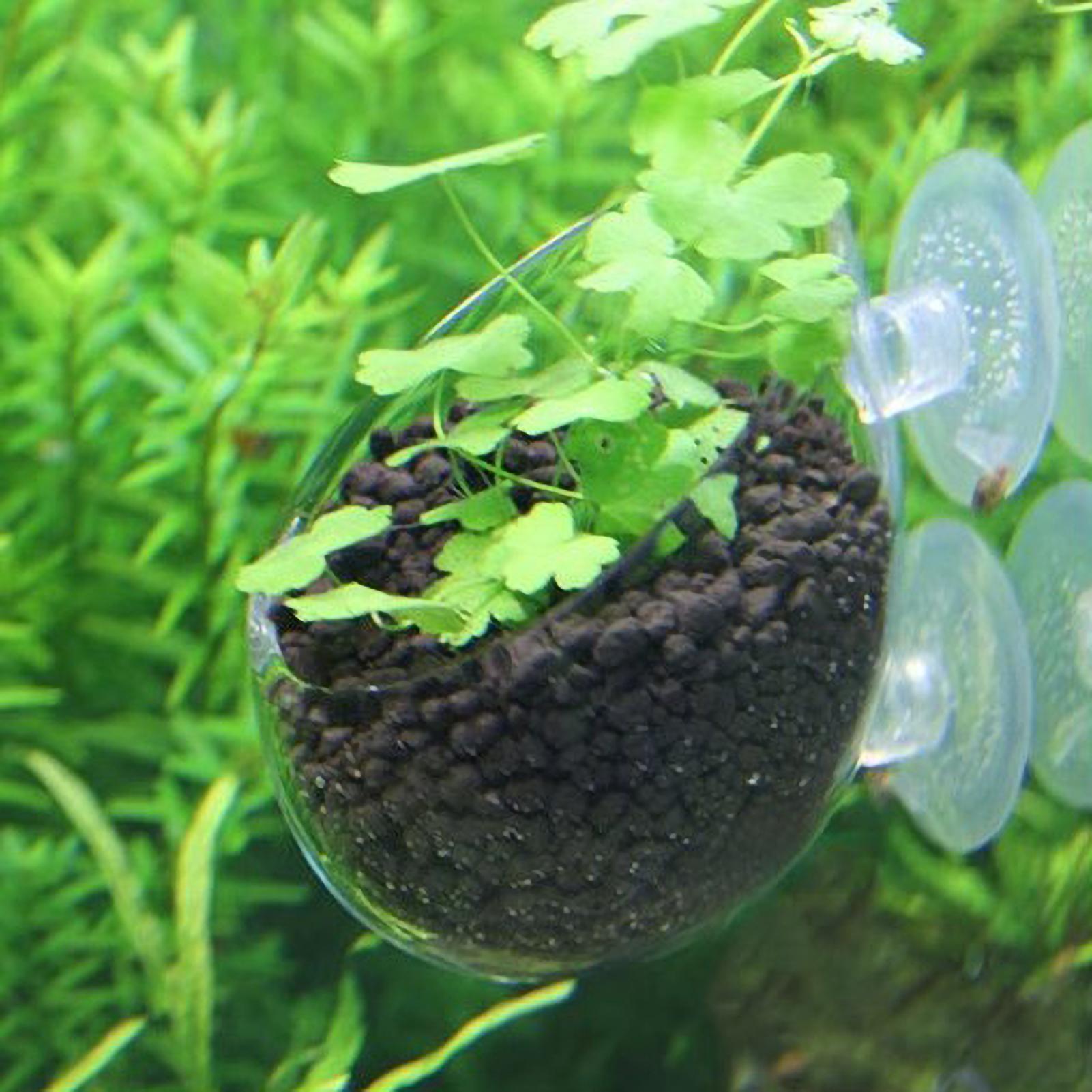 Aquarium Glass Plant Pot with  - Aquarium Plant Vine のレビューと価格