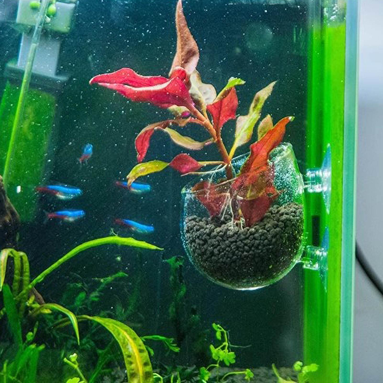 Aquarium Glass Plant Pot with  - Aquarium Plant Vine のレビューと価格