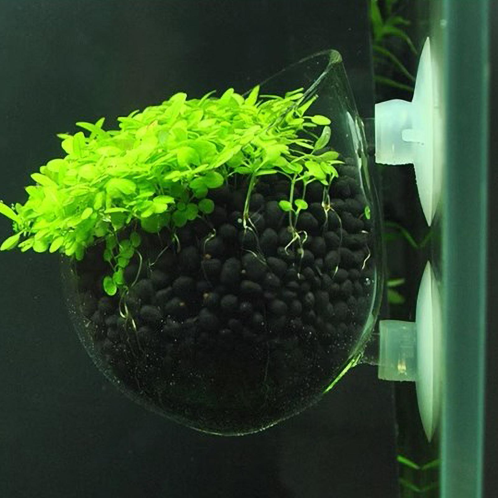 Aquarium Plant Holder Glass Aq - Aquarium Plant Vine のレビューと価格