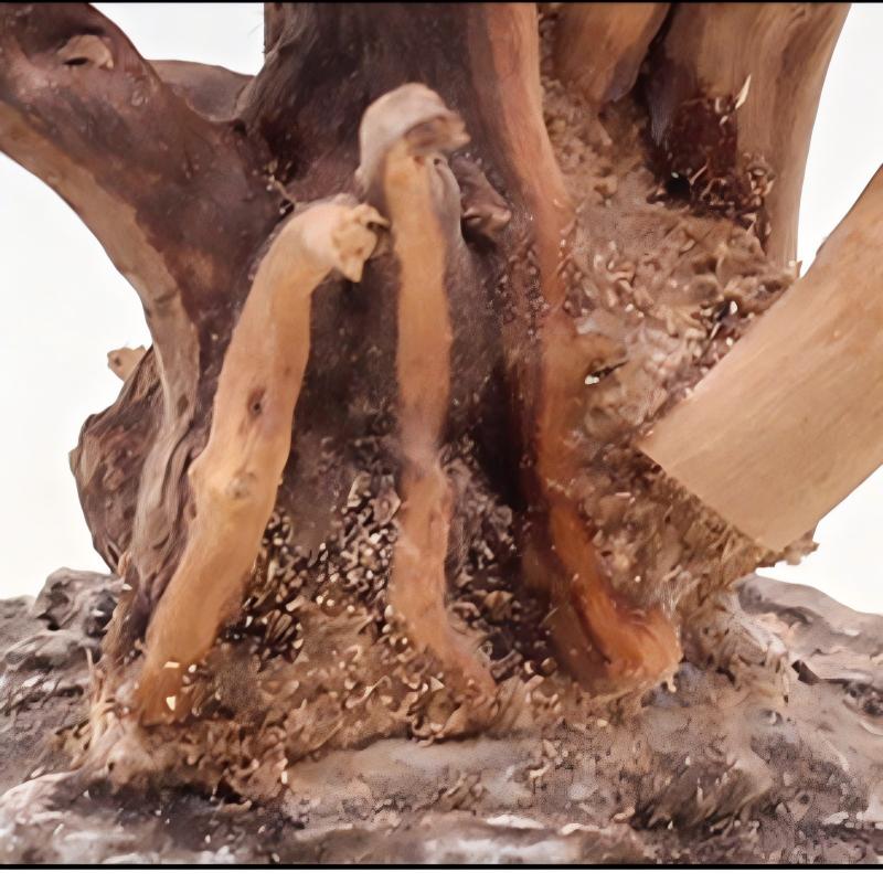 1PC Aquarium Landscaping Wood  - Aquarium Planted Substrate のレビューと価格