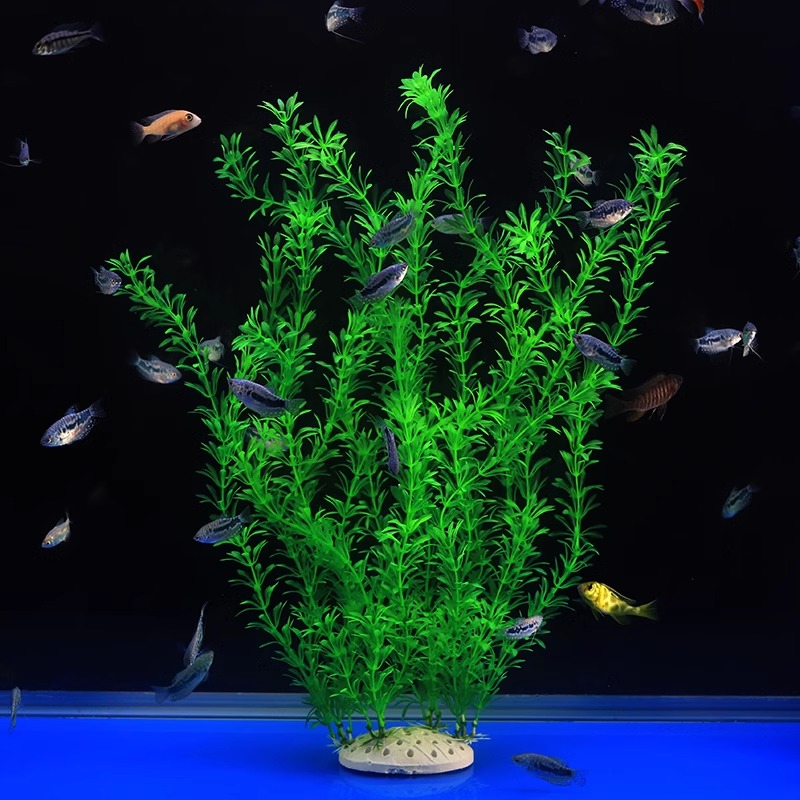 Ilan High Model Large Water Gr - Planted Aquarium Models のレビューと価格