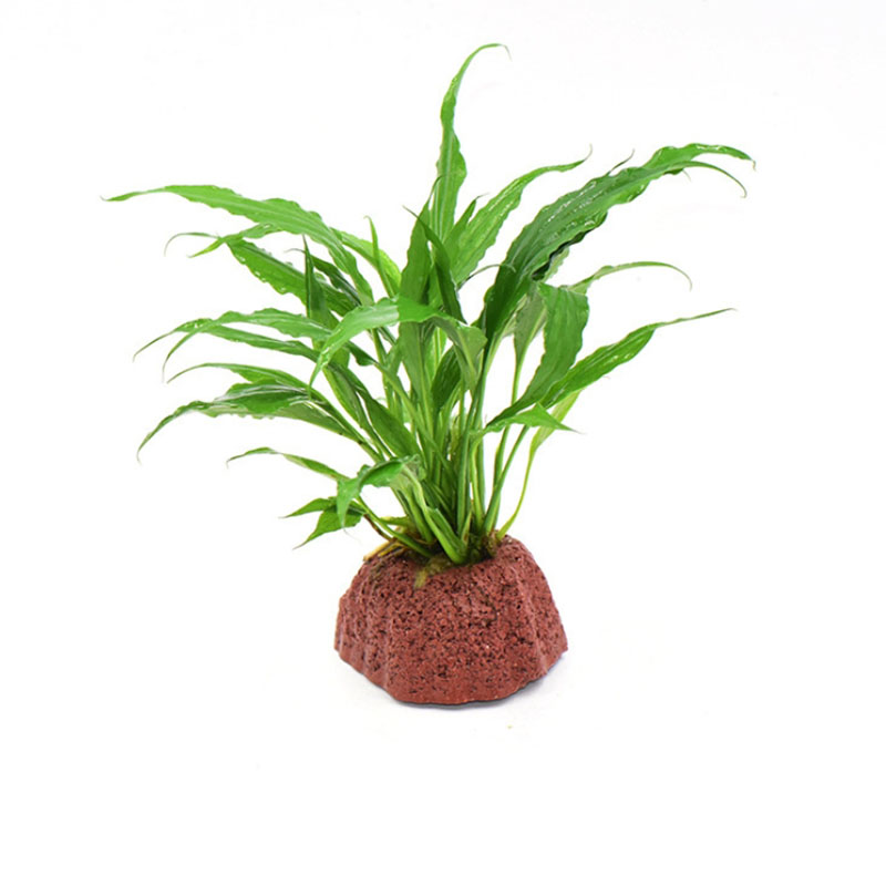 Red Volcanic Aquarium Decorati - Aquarium Planted Tank Filter のレビューと価格