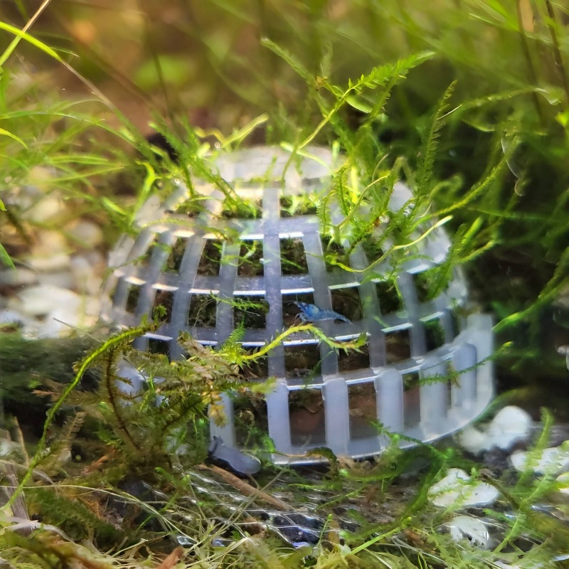 2pc Aquarium Moss Ball Holder, - Planted Aquarium Models のレビューと価格