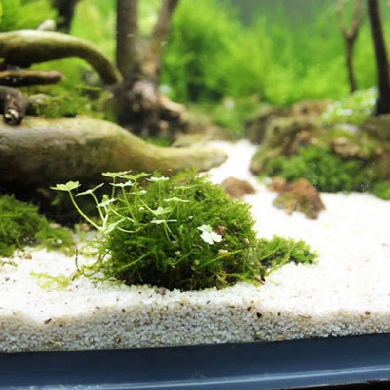 2pc Aquarium Moss Ball Holder, - Planted Aquarium Models のレビューと価格