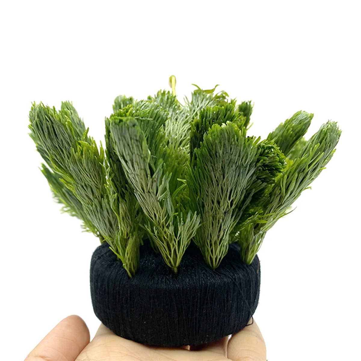 5Pcs Black Fish Tank Water Gra - Aquarium Planted Substrate のレビューと価格