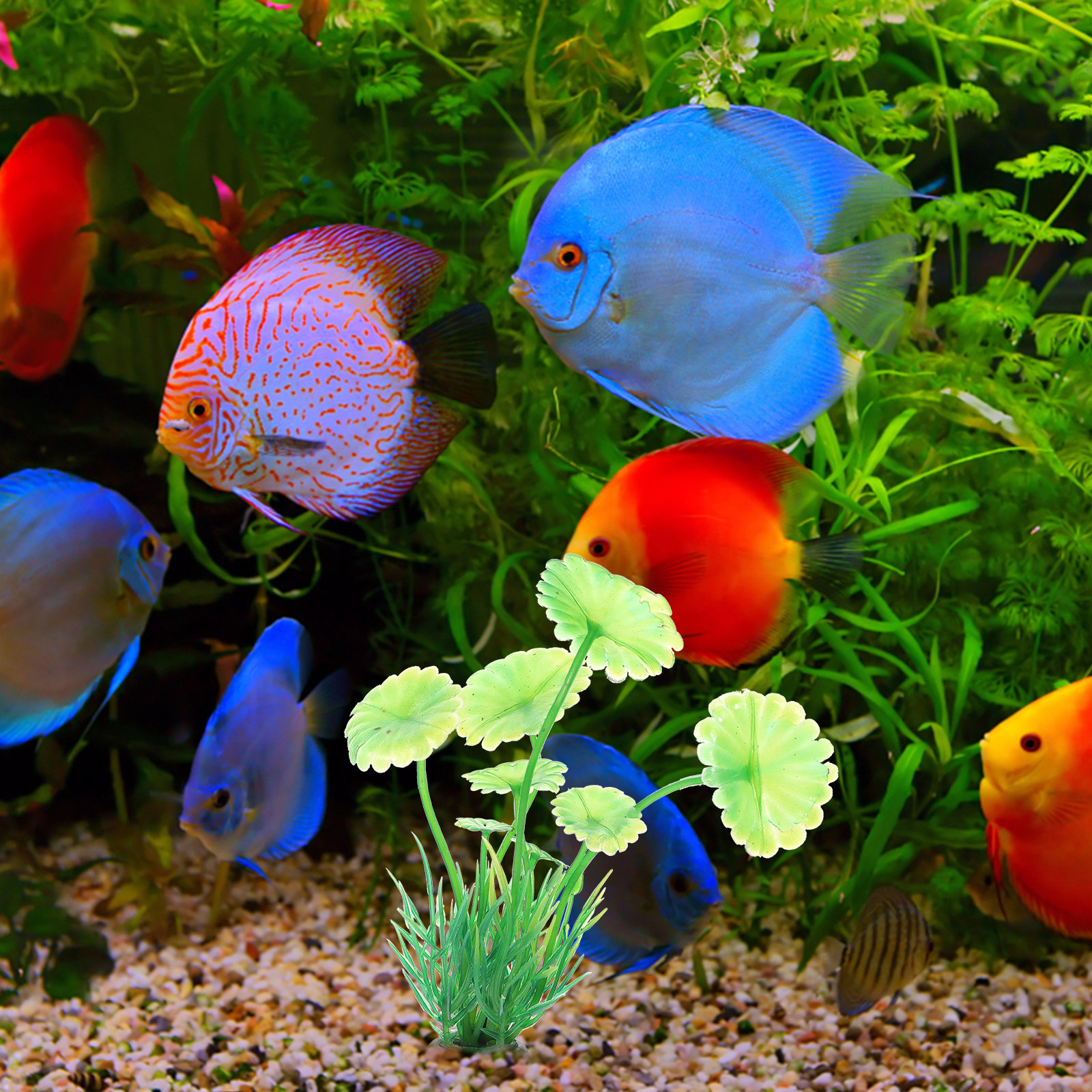 10Pcs Artificial Aquarium Gras - Aquarium Planted Set Up のレビューと価格
