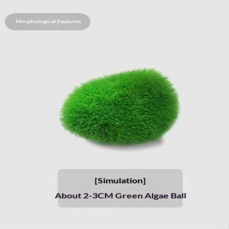 2Pcs Hydroponic Algae Balls Wa - Planted Aquarium Algae のレビューと価格